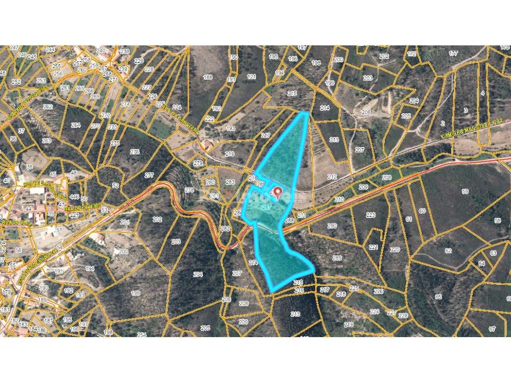 Terreno com Pinhal e Olival c/ poço - Pontão, Mação - Grande imagem: 2/3