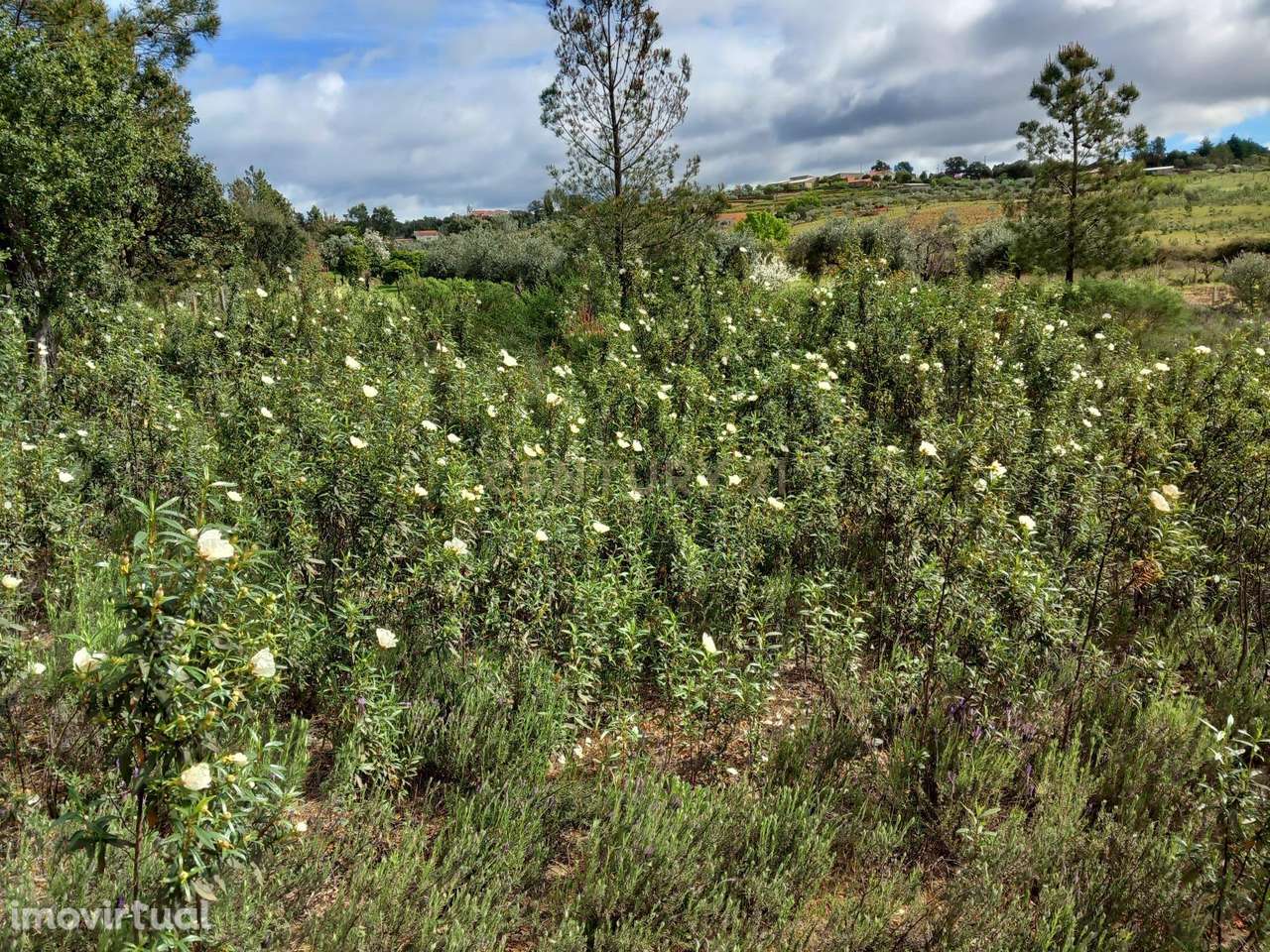 Terreno Rustico Ninho do Açor - Grande imagem: 2/19