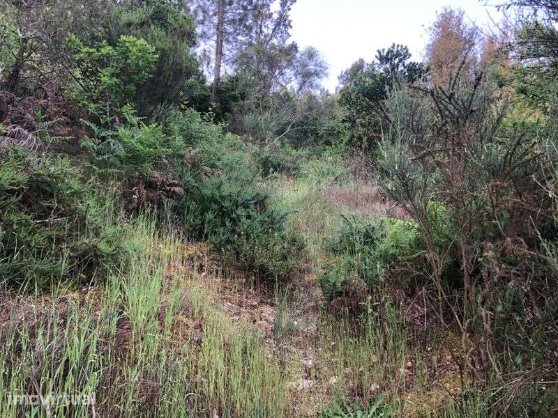 Terreno em Calde-Viseu - Grande imagem: 5/5