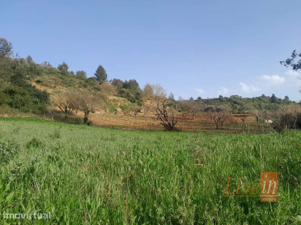 Terreno rústico 10.000m2 em Ribafria - Grande imagem: 3/4