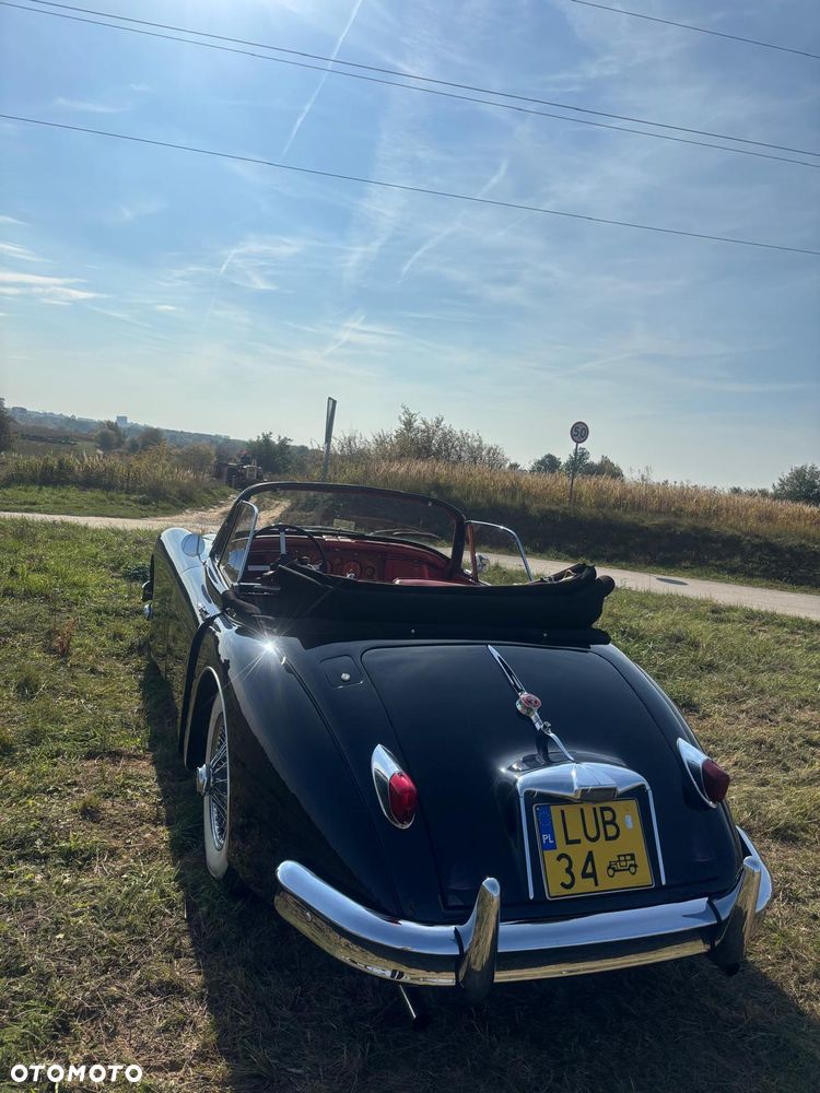 Jaguar Inny - 4