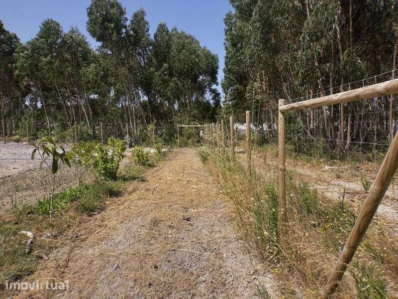 TERRENO para construção com PROJETO APROVADO - A 5min de SANTA CRUZ - Grande imagem: 3/12