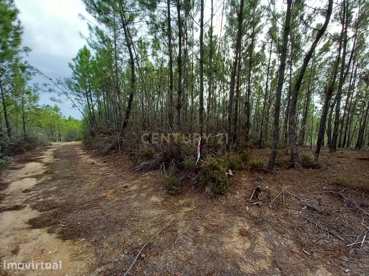 Pinhal com 1,5 ha Vale da Pereira-Santo André das Tojeiras - Grande imagem: 3/7