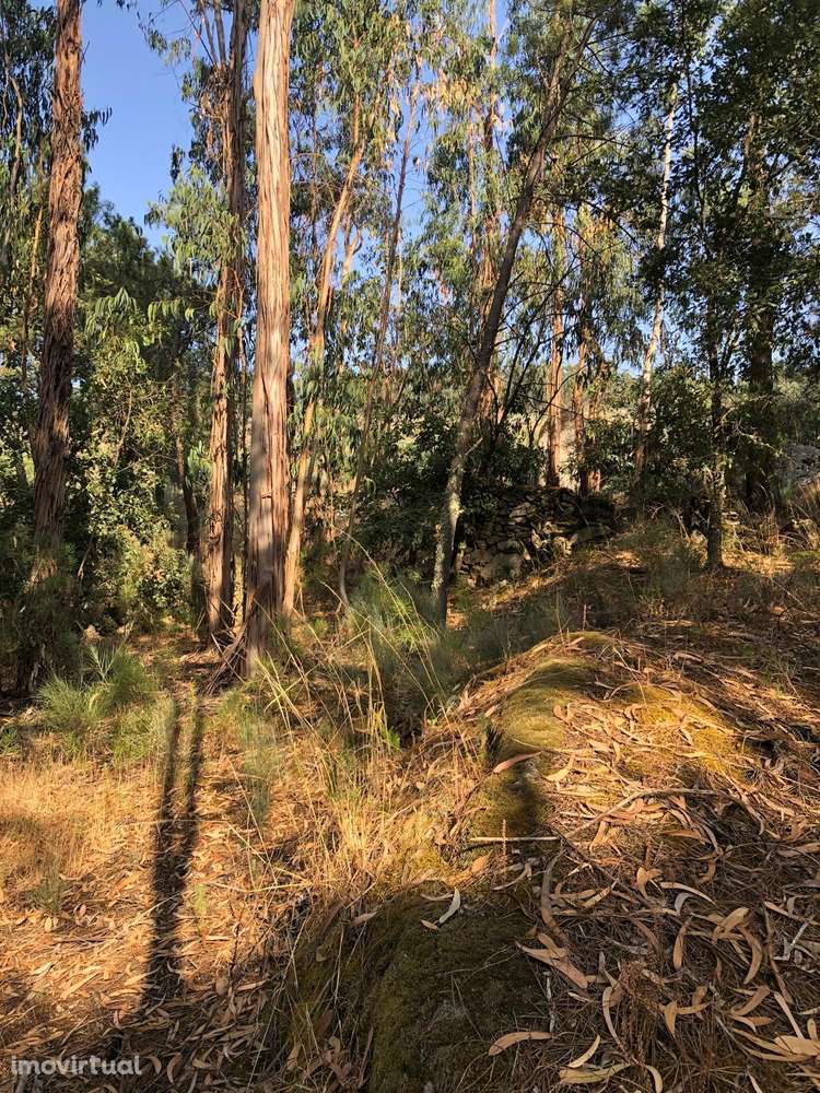 Excelente Quinta na Beira Alta com cerca de 2 Hectares - Grande imagem: 3/15