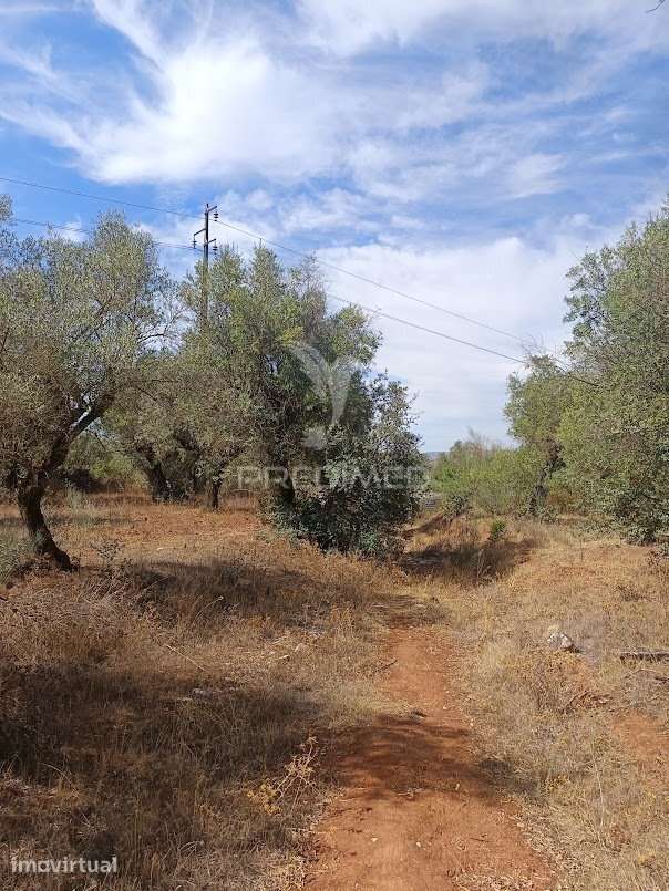 Terreno com Olival Tradicional – 17.000 m² | Parede Branca, Vila Vi... - Grande imagem: 2/34