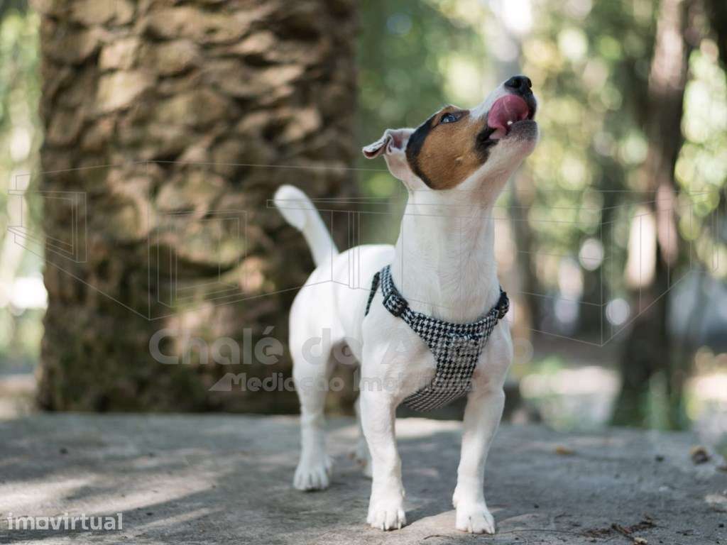 Loja de Acessórios e Alimentos para Animais (Apenas Negócio) - Grande imagem: 5/7