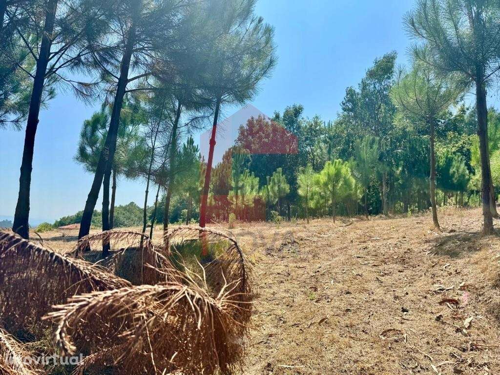 Terreno florestal, Nevogilde - Grande imagem: 3/30