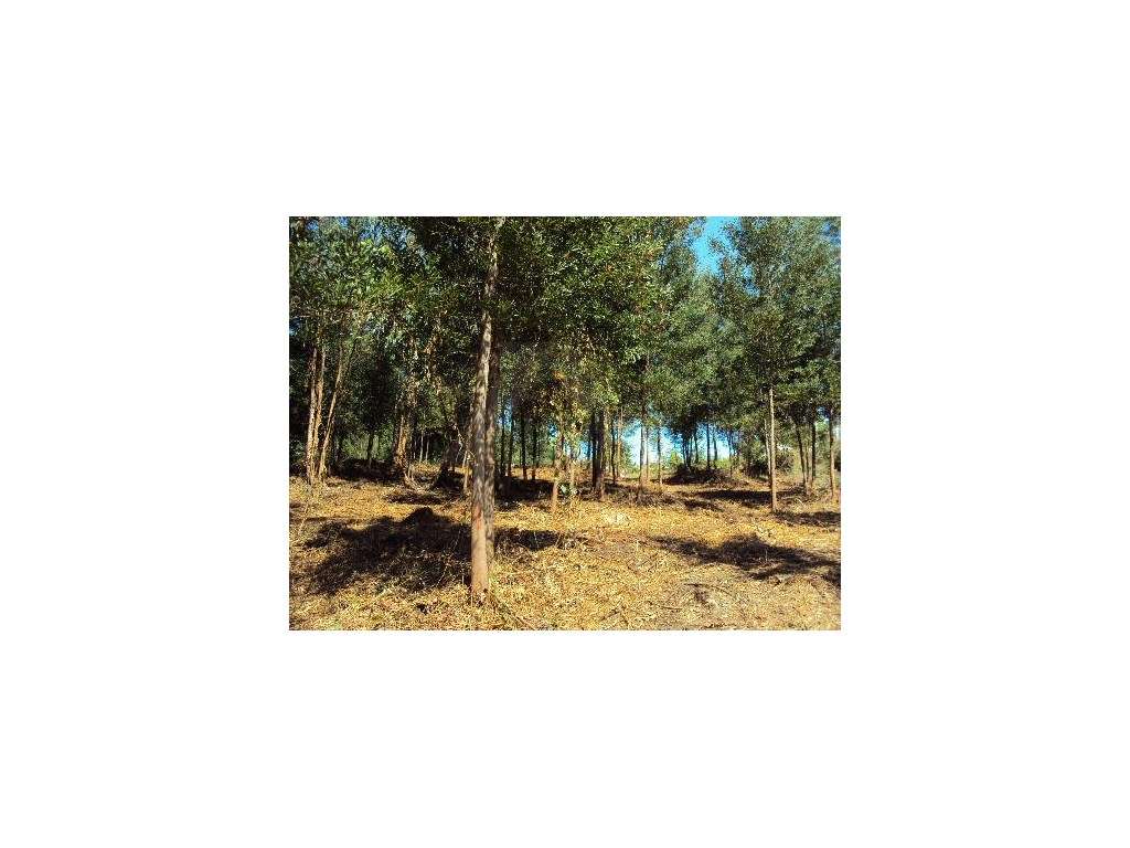 Terreno de construção em Paredes de Coura - Grande imagem: 4/6