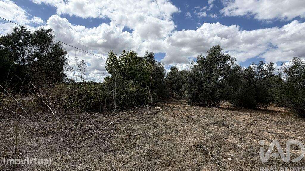 Terreno em Romeira e Várzea - Grande imagem: 3/13