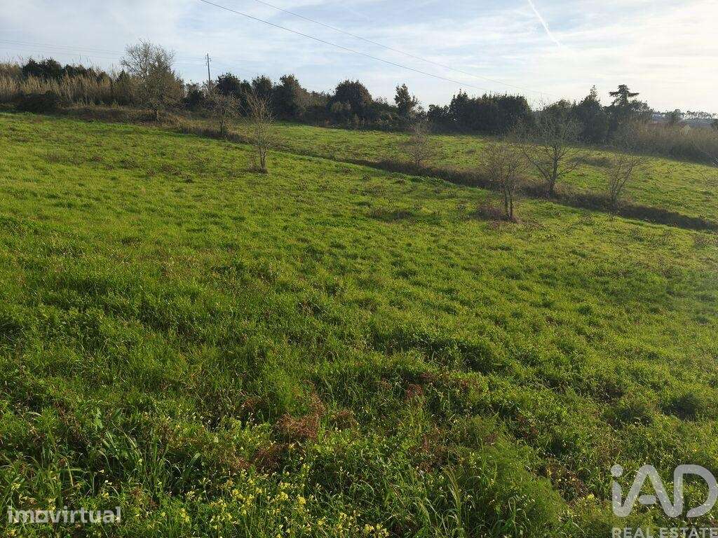 Terreno Agrícola em Cela - Grande imagem: 4/9