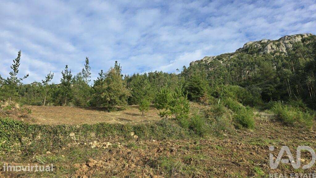 Terreno para construção em Lamas e Cercal - Grande imagem: 5/14