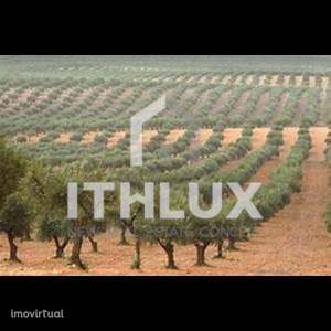 Herdade com 122 hectares com Barragem | ELVAS | ALENTEJO - Grande imagem: 2/16