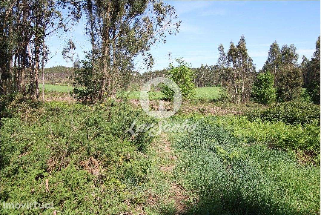 Bouça com 15.500m2 em Fradelos - Grande imagem: 3/5