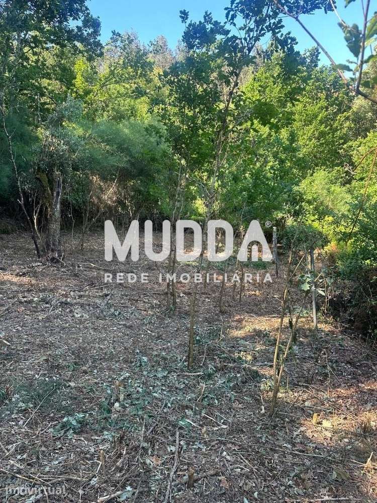 Quinta com ruína em Fermedo - Grande imagem: 2/28