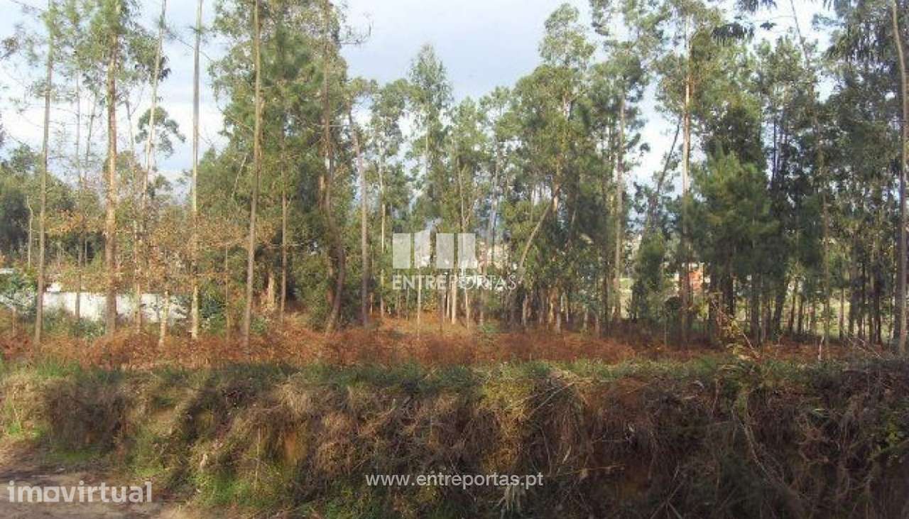 Terreno Agrícola - Vila Franca - Grande imagem: 2/30