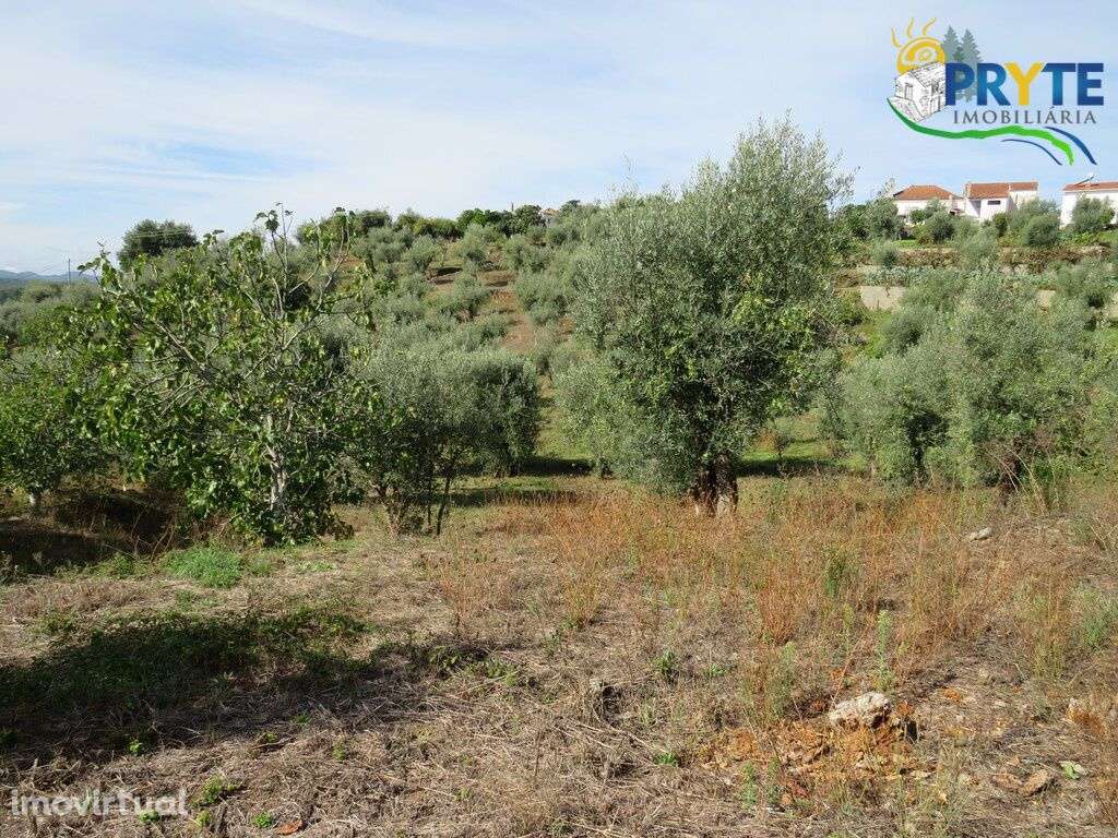 Terreno para construção com área de 2750 m2 perto da Sertã - Grande imagem: 5/9