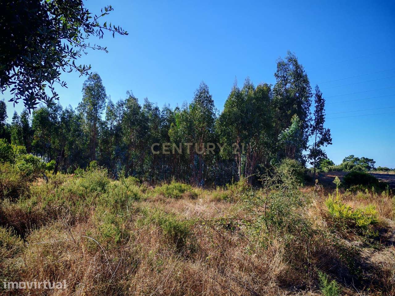 Terreno rústico com 13250 m2 em Brejo do Abade - Quinta do Anjo - Palm - Grande imagem: 3/12