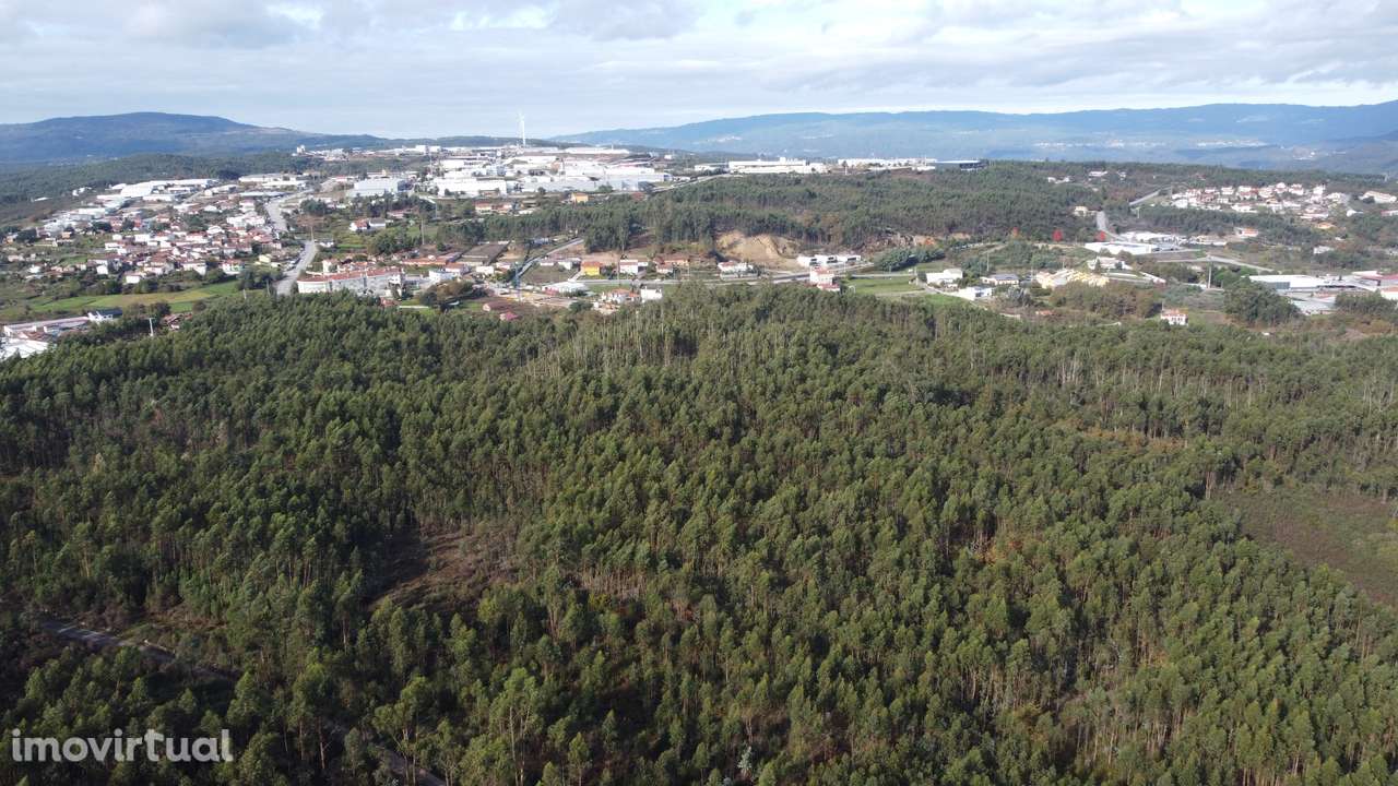 Terreno/Pinhal – Oliveira de Frades - Grande imagem: 4/5