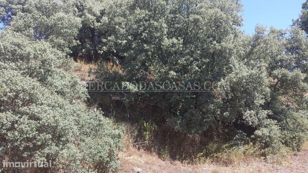 Excelente oportunidade de investimento imobiliário - Bragança - Grande imagem: 5/8