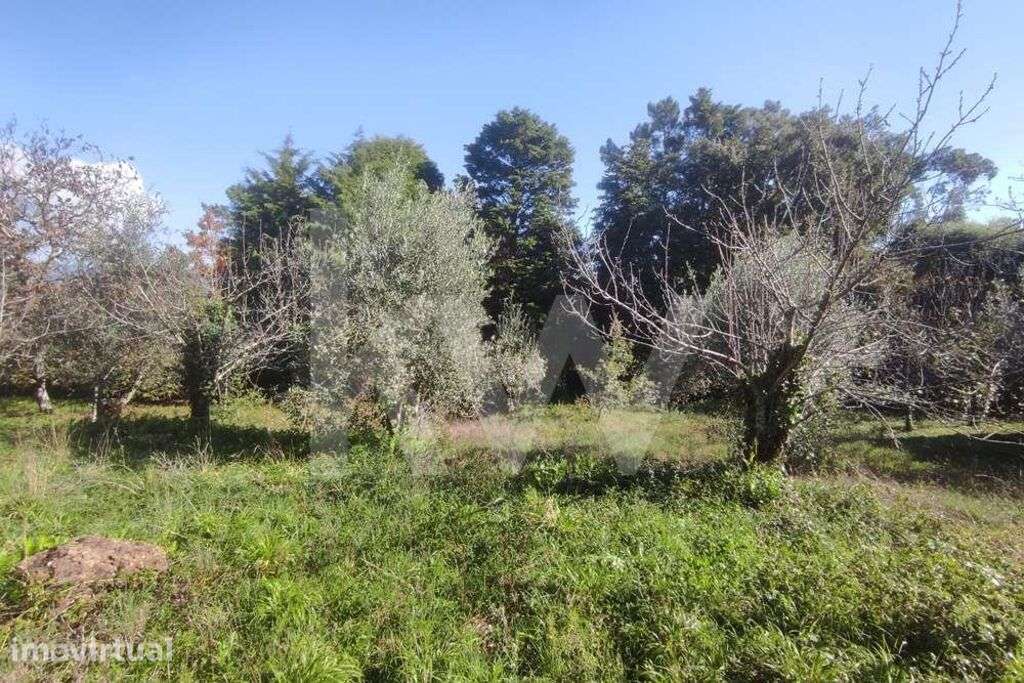 Terreno ,Carvalhais de Cima - Grande imagem: 4/8