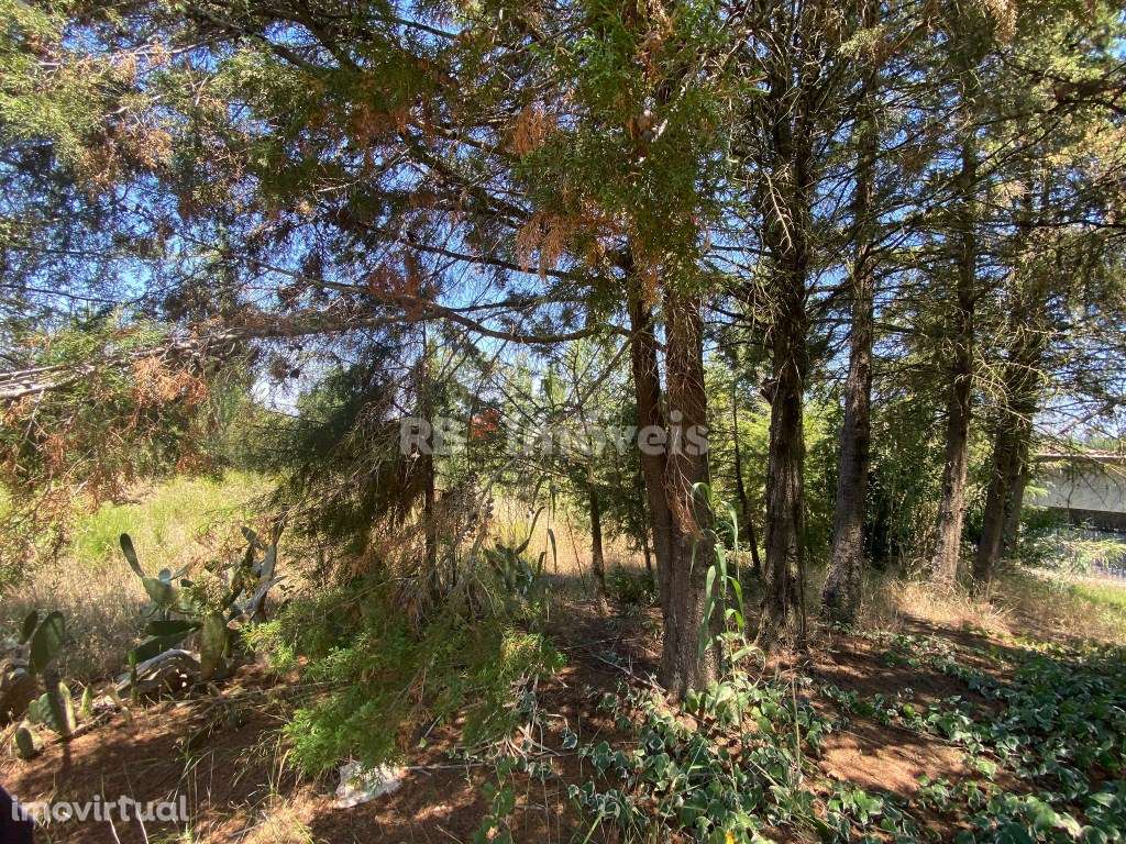 5 Terrenos Conjuntos - Boca da Mata, Tomar - Grande imagem: 3/17