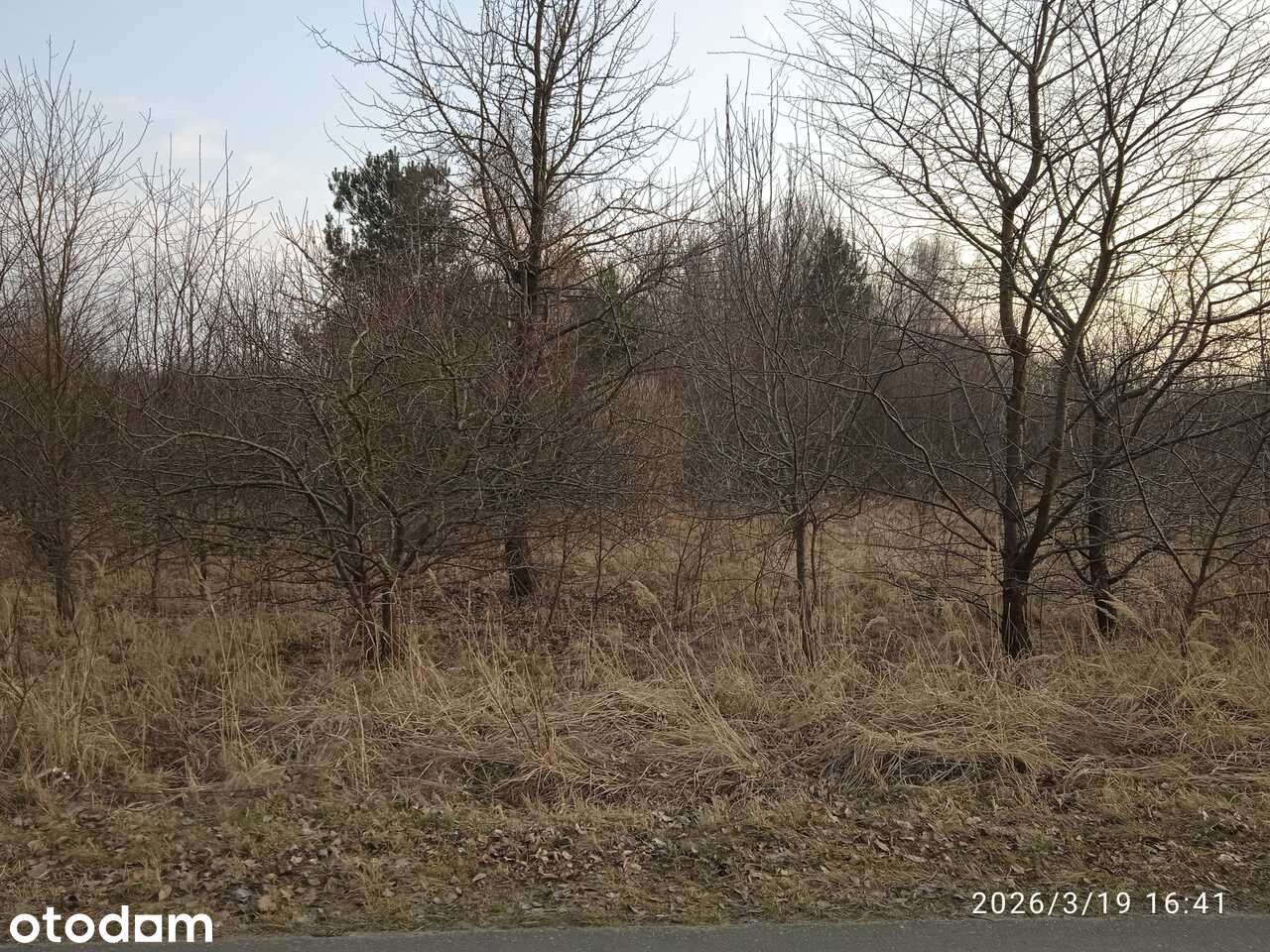 DZIAŁKA BUDOWLANA NAD RZEKĄ WARTĄ !!! NOWA OFERTA!!! - Pełny obrazek: 2/4
