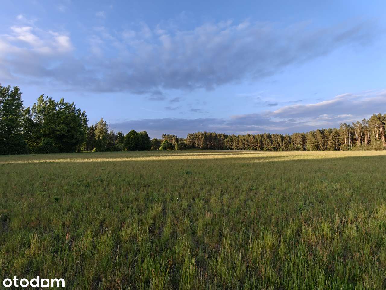 Działka rolna na Mazurach o pow. 0,30 ha - Pełny obrazek: 3/11