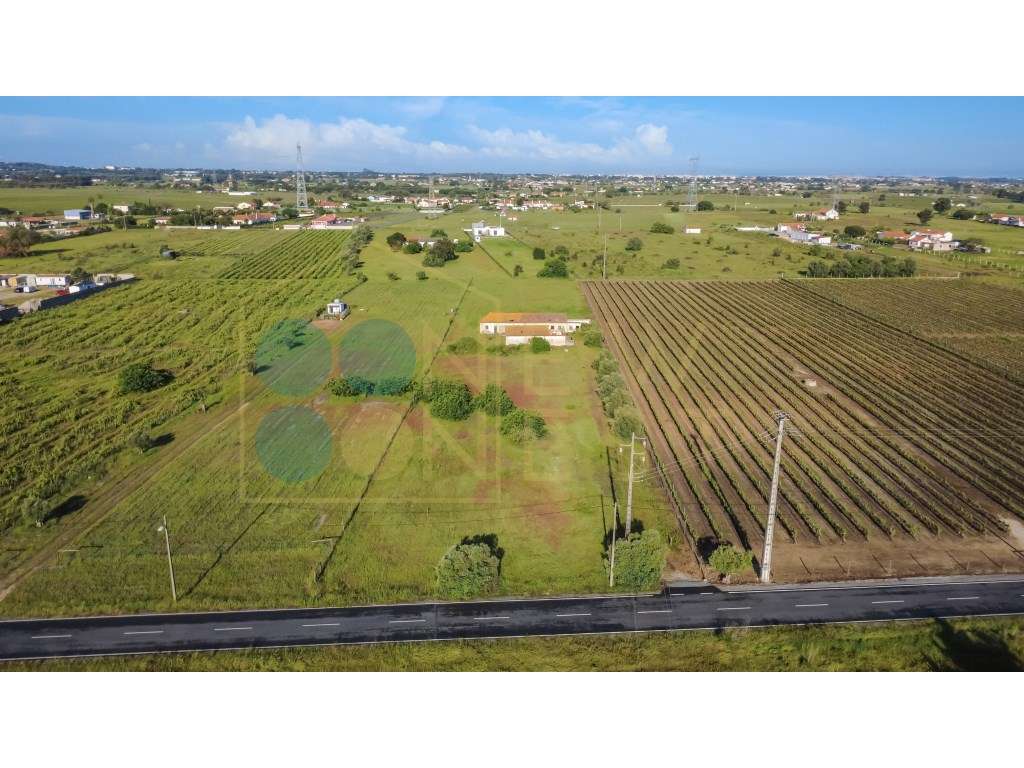 Quintinha com 6.688m ² e ruína para reconstrução | Arraiados, Pinha... - Grande imagem: 4/19