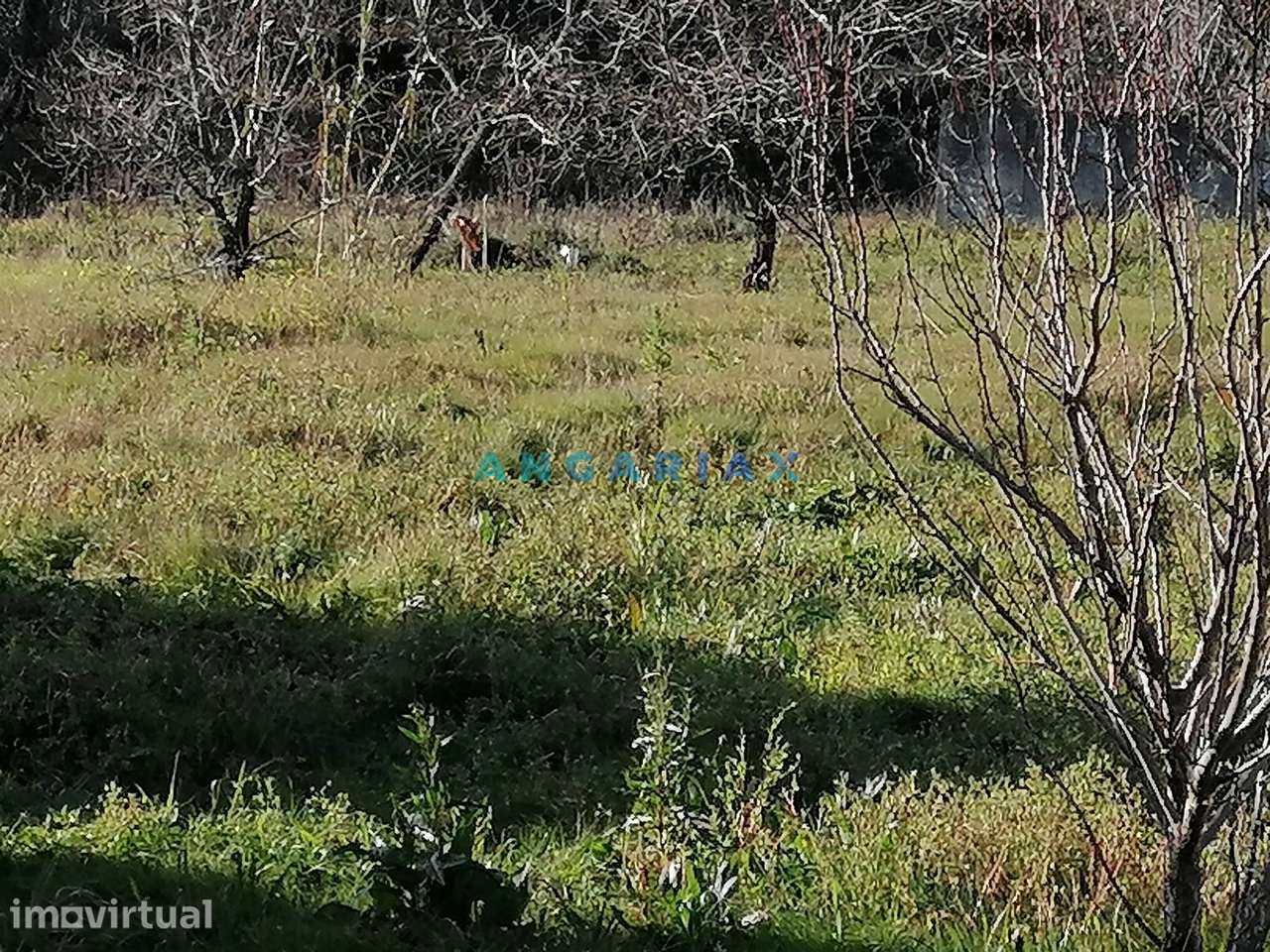 ANG712 - Lote de Terreno de 950m2  para Venda em Alcaidaria , Milagres - Grande imagem: 4/7