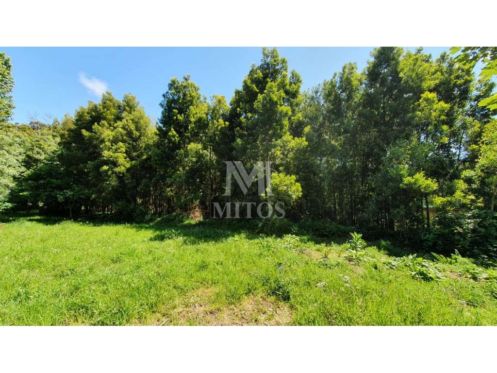 Magnífico Terreno Moledo/Cristelo - Grande imagem: 4/12