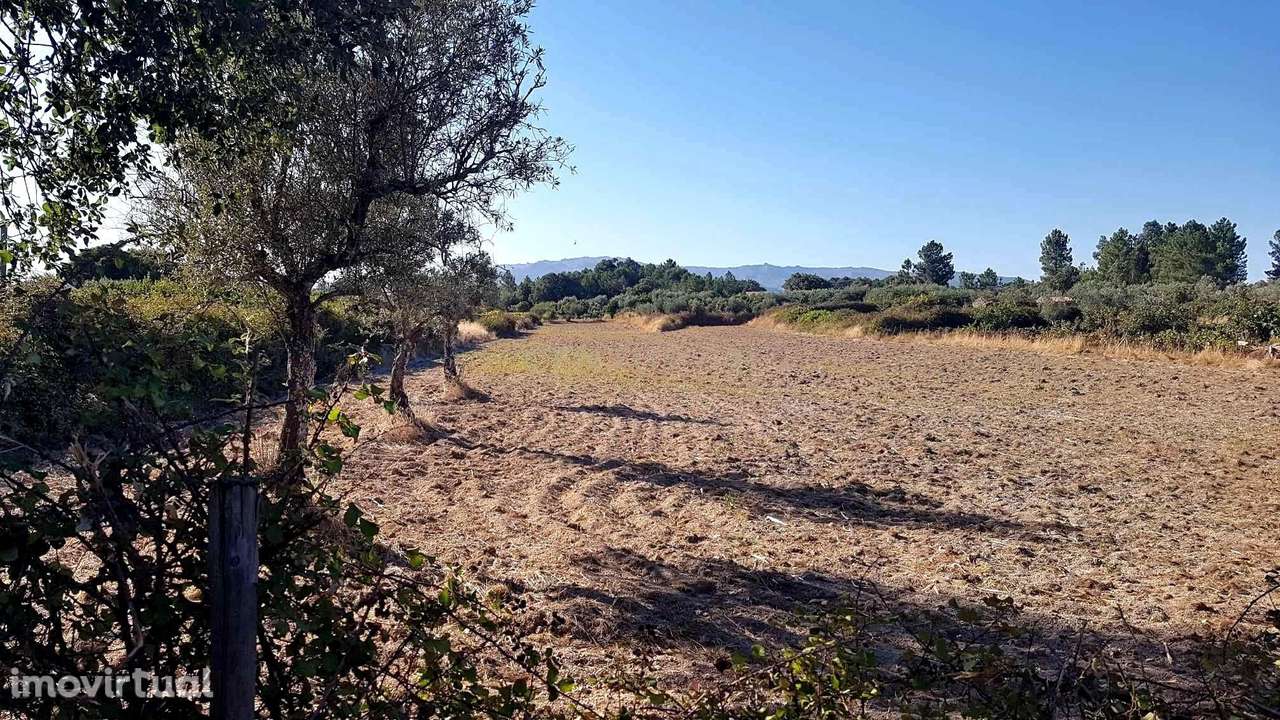 Terreno rústico em Lardosa - Castelo Branco - Grande imagem: 2/7