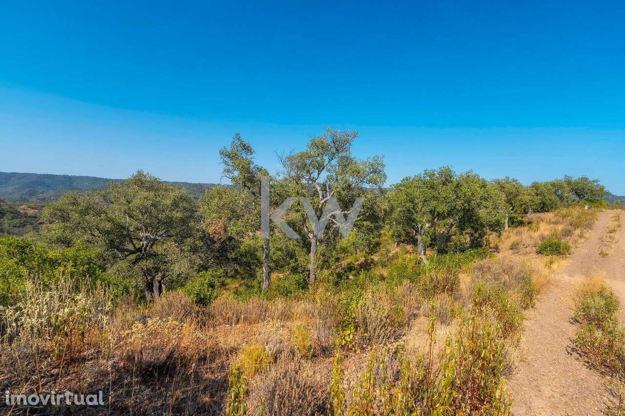 Terreno com 9700 m2 em Cepo, Querença, produção de cortiça e medronhos - Grande imagem: 5/29