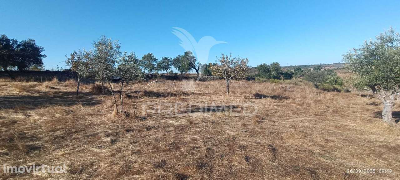 ? Terreno Rústico à Venda – Com Árvores de Fruto, Apoio Agrícola e... - Grande imagem: 2/25