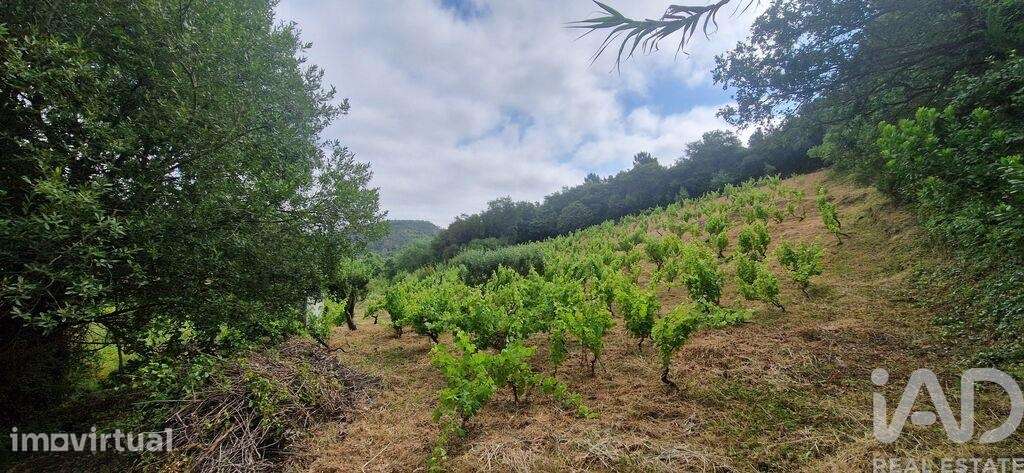 Terreno Agrícola em Mafra - Grande imagem: 4/25