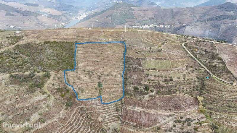 Vende-se terreno agrícola com vinha e Oliveiras - Grande imagem: 3/5