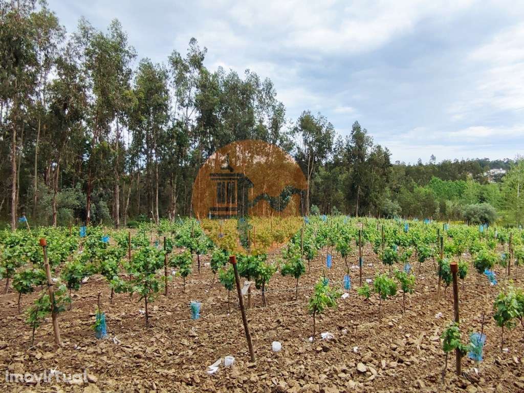 Terreno Rustico com Vinha, Floresta e Olival para venda em Castelos - Grande imagem: 3/36