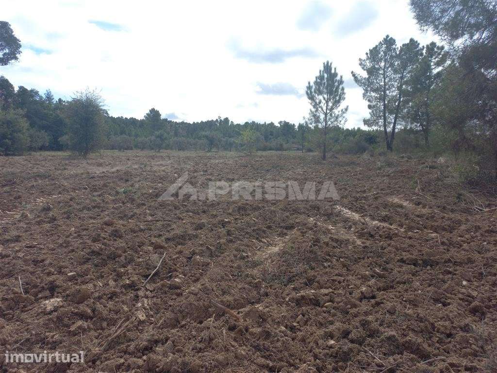 Terreno Agrícola - Grande imagem: 4/4