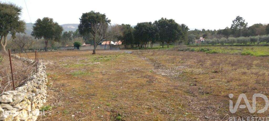 Terreno misto em Aljubarrota - Grande imagem: 3/13