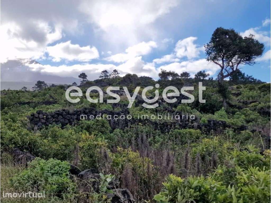 Terreno Rústico de vinha e arvoredo junto ao Aeroporto do Pico - Grande imagem: 3/15