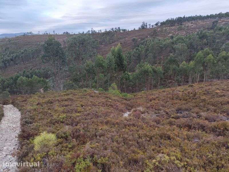 Terreno Florestal (Sobreira Paredes) - Grande imagem: 3/6
