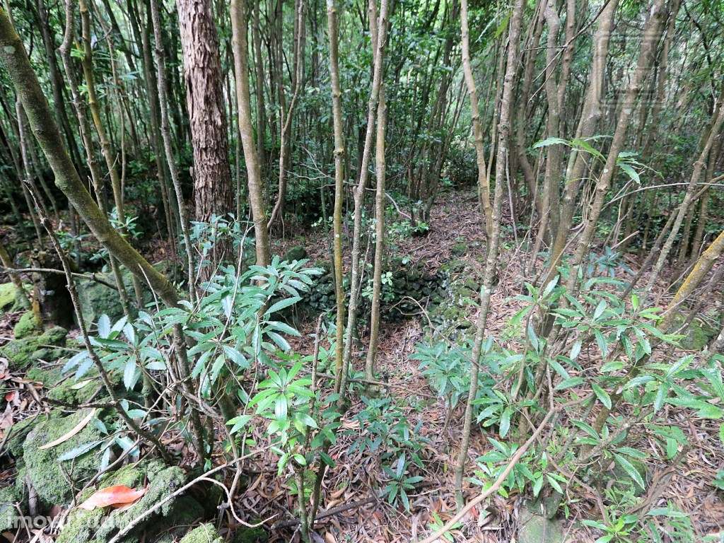 VENDA de TERRENO RÚSTICO - Nossa Senhora do Rosário, Lagoa, Ilha de... - Grande imagem: 5/34