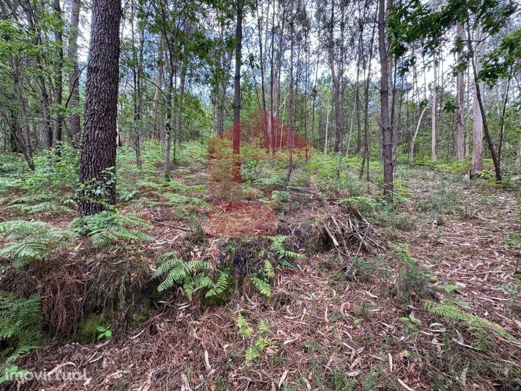 Terreno Florestal, Sande - Grande imagem: 5/11