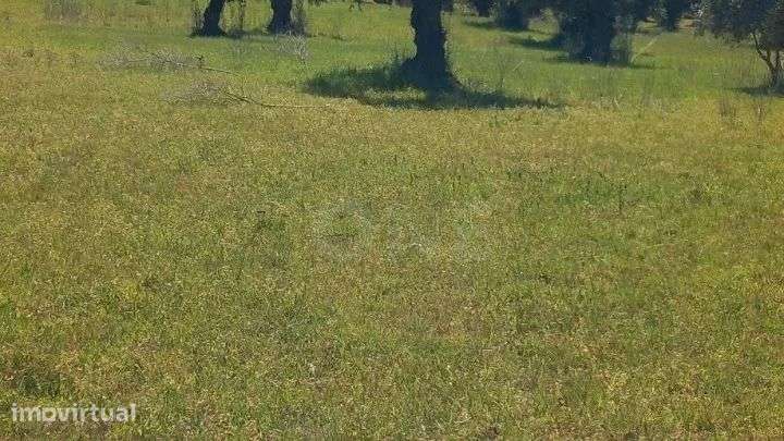 Terreno | Olival de 3ha em Olaia, Torres Novas - Grande imagem: 4/4