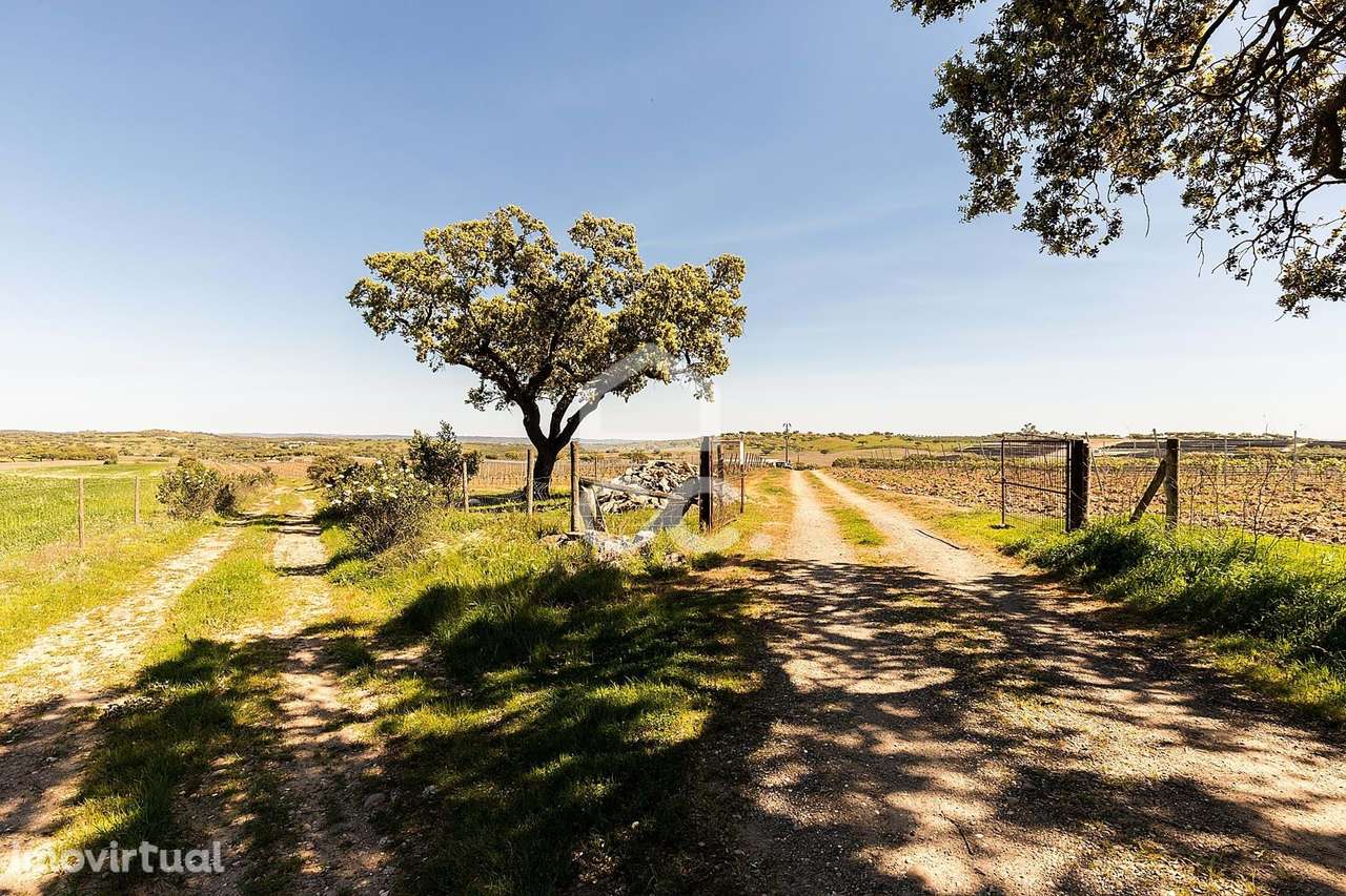 Herdade de 36 ha c/ Vinha, Montado, Recursos Hídricos e Potencial Turí - Grande imagem: 5/60
