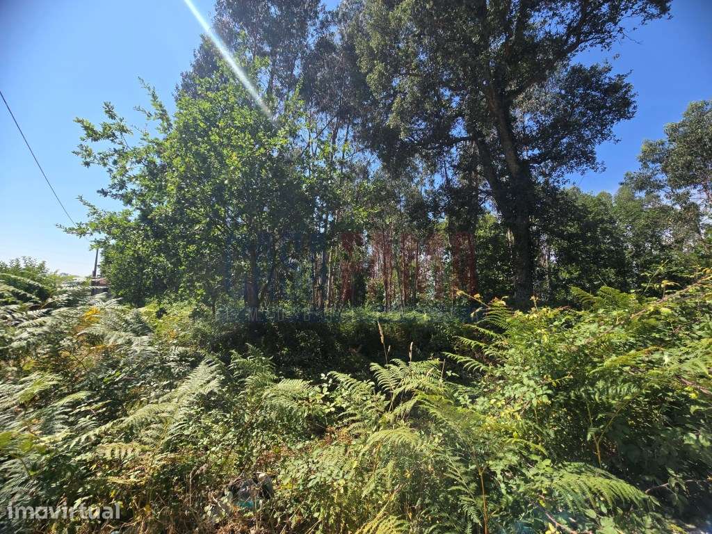 TERRENO PARA VENDA | 8.500 m² | CARREIRA E BENTE - VILA NOVA DE FAM... - Grande imagem: 4/19