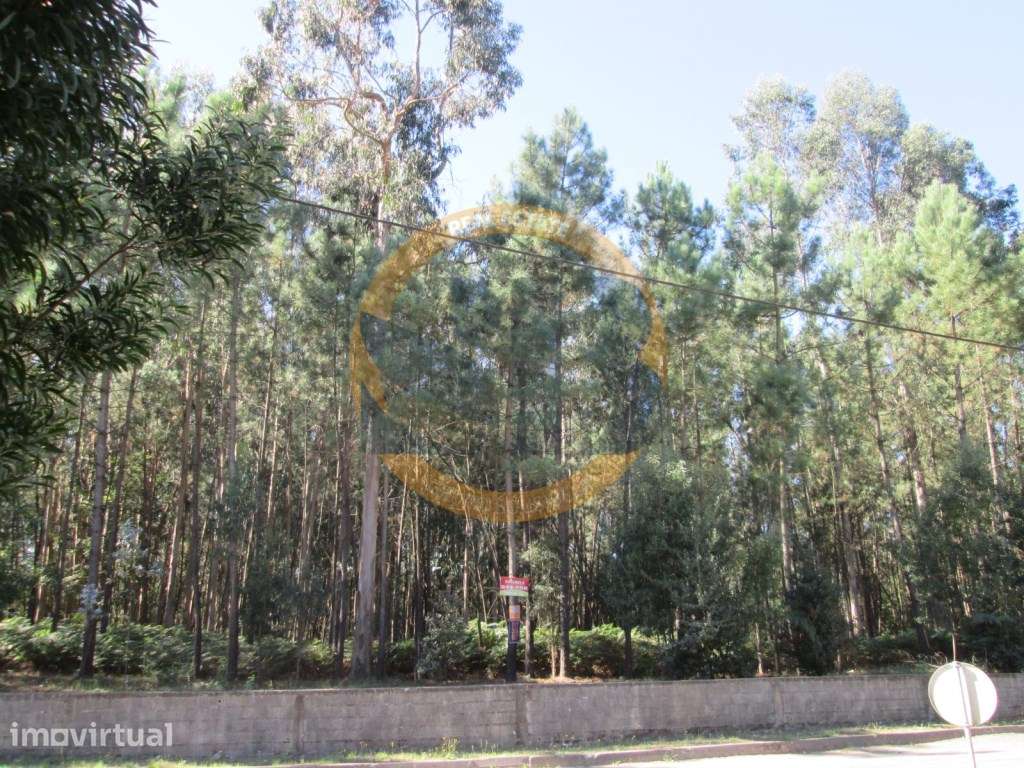 Terreno Venda São Vicente Pereira - Grande imagem: 5/9