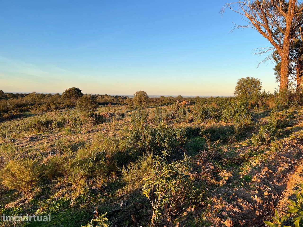 Terreno Montado Sobreiros/Azinheiras , 43 Hectares, Vale de Grou - Sob - Grande imagem: 3/26
