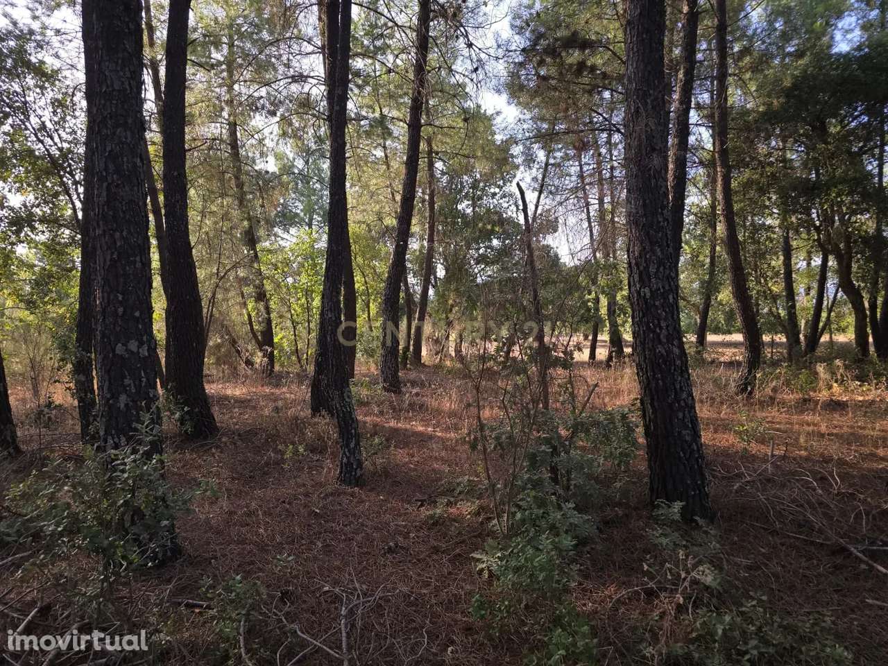 Terreno Rústico em Satão, Soalheira, Fundão, Potencial Único - Grande imagem: 2/13
