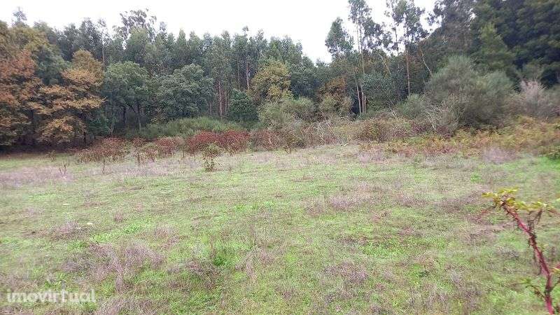 Terreno com 2 aviários - Grande imagem: 3/9