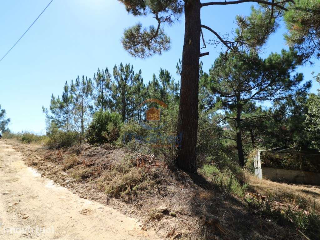 Terreno agrícola 2.000 m2 | Fonte Grada, Torres Vedras - Grande imagem: 3/6